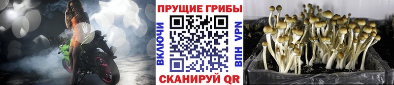 где купить shop телеграм Псилоцибиновые грибы MAGIC MUSHROOMS Горячий Ключ